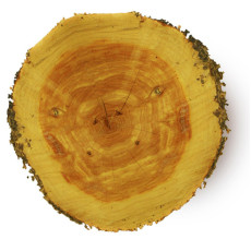 ByOrgMeans 大西洋雪松精油(有機) GEO1036