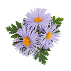 ByOrgMeans 德國藍甘菊精油 (有機) GEO1040