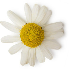 ByOrgMeans 羅馬洋甘菊精油 (有機) GEO1041