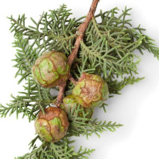 ByOrgMeans 絲柏精油 (有機) GEO1062