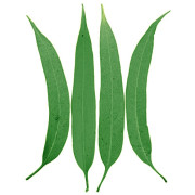 ByOrgMeans 檸檬尤加利精油(有機) GEO1069