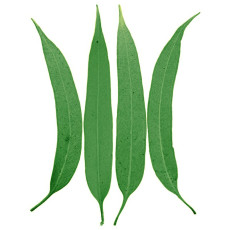 ByOrgMeans 檸檬尤加利精油(有機) GEO1069