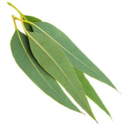 ByOrgMeans 藍膠尤加利精油 (有機) GEO1068