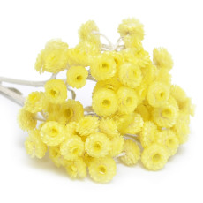 ByOrgMeans 永久花精油(有機) GEO1085