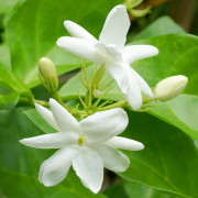 ByOrgMeans 茉莉原精 (有機) GAO2007