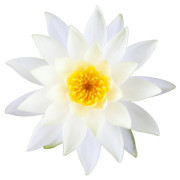 ByOrgMeans 白蓮花原精(有機) GAO2012