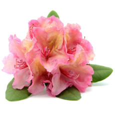 ByOrgMeans 髯花杜鵑精油 GEO1010