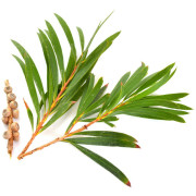 ByOrgMeans 茶樹精油 (有機) GEO1156