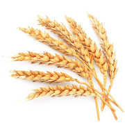 ByOrgMeans 小麥胚芽油(有機) GCO4023